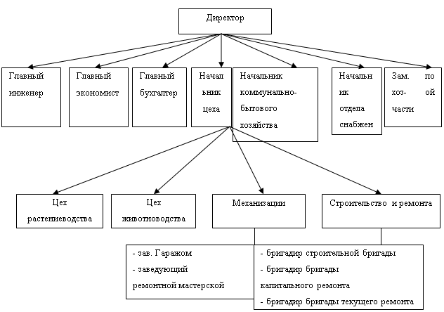 Организационная структура большого предприятия ImmunoCap.ru